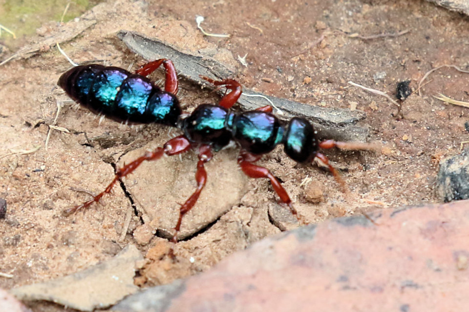 Blue Ant (Diamma bicolor)